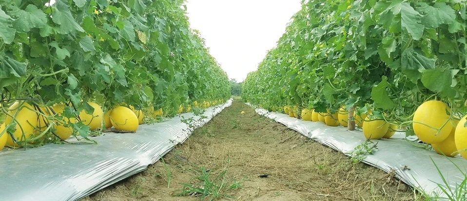 WOW! Pesona Banjarbaru, dari Intan hingga Geopark Meratus 2